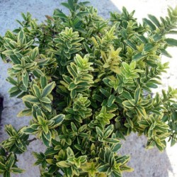 EBONIMUS PUNCHELUS AUREA