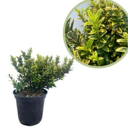 Euonymus punchellus aurea seto