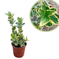 Euonymus japonica marieke