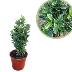 Euonymus japonica...