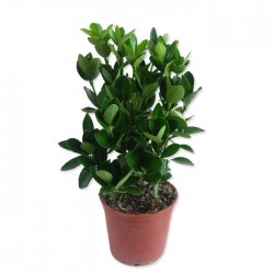 Euonymus japonica verde 