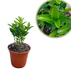 Euonymus japonica verde