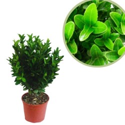 Euonymus japonica verde compacta