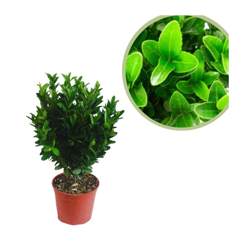 Euonymus japonica verde compacta