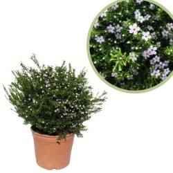 Coleonema pulchrum