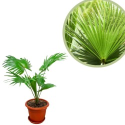 Brahea dulcis