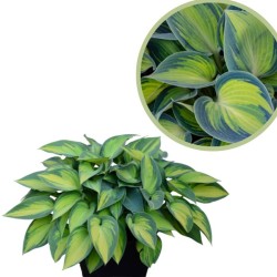 Hosta hybrida
