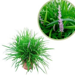 Liriope muscari