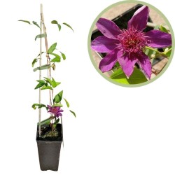 Clematides hagley hybrido