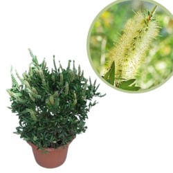 Callistemon white anzac