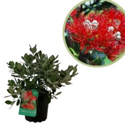 Metrosideros Thomasii