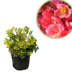 Chaenomeles umbilicata