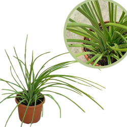 Agave Stricta