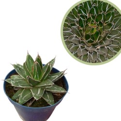 Agave Victoriae-reginae
