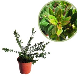 Myrtus communis tarentina
