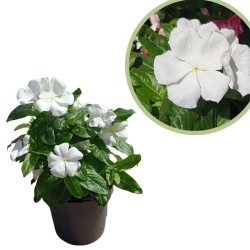 Vinca catharanthus roseus