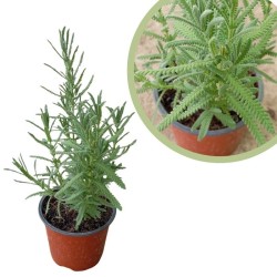 Lavanda dentata