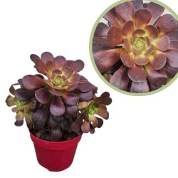 Aeonium arboreum atropurpureum