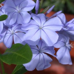 Plumbago Campensis