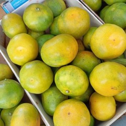 Mandarinas Okitsu
