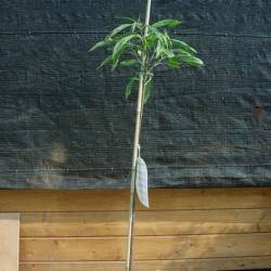 Chitalpa Tashkentensis Summerbell