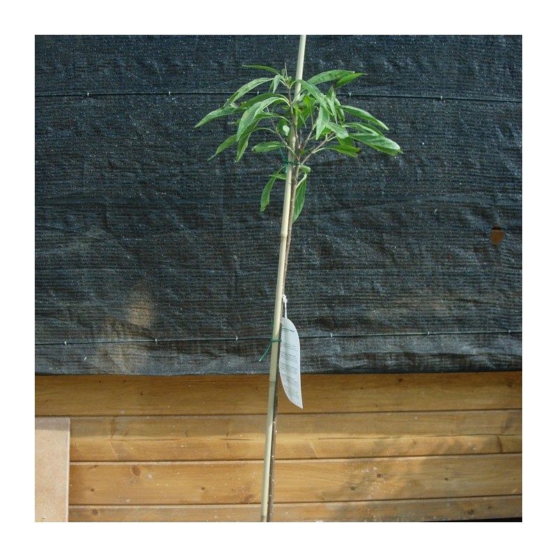 Chitalpa Tashkentensis Summerbell