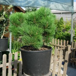 Pinus Nigra