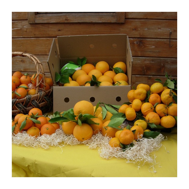 Naranjas Mesa|venta naranjas online|comprar naranjas|naranjas