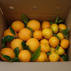 Naranja de Mesa y Mandarina