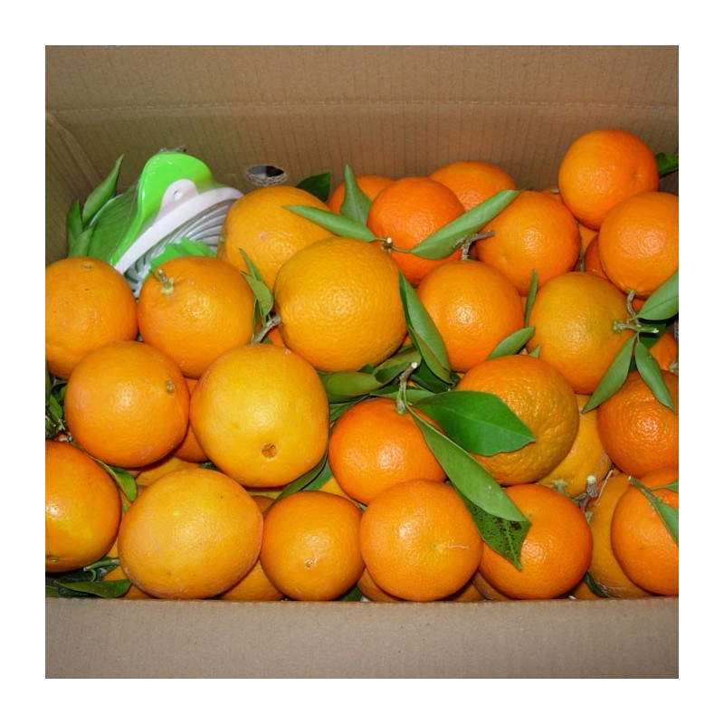 Naranja de Zumo y Clementina