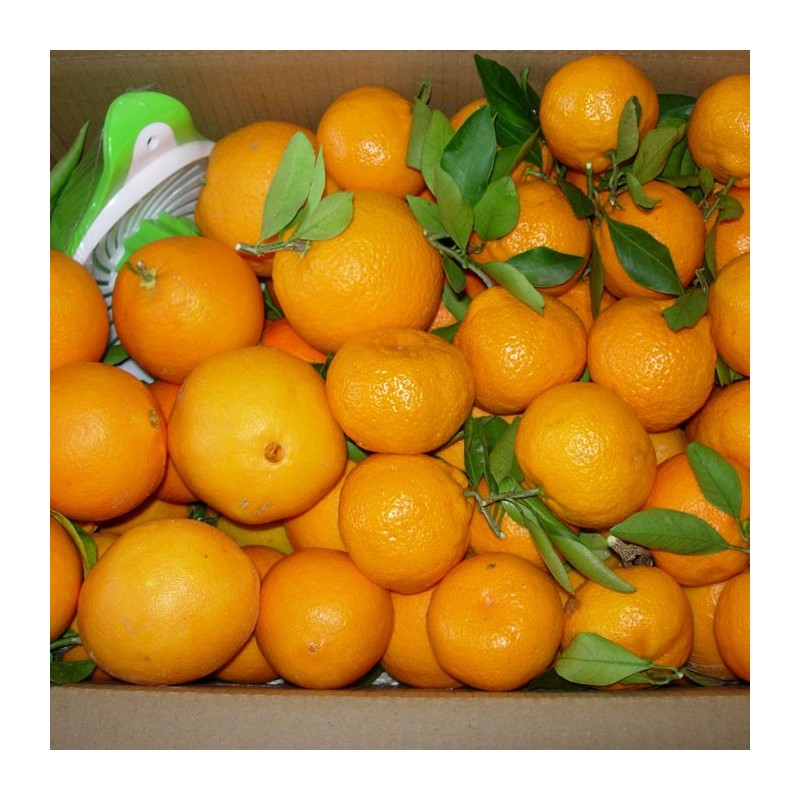Naranja De Zumo Y Mandarina