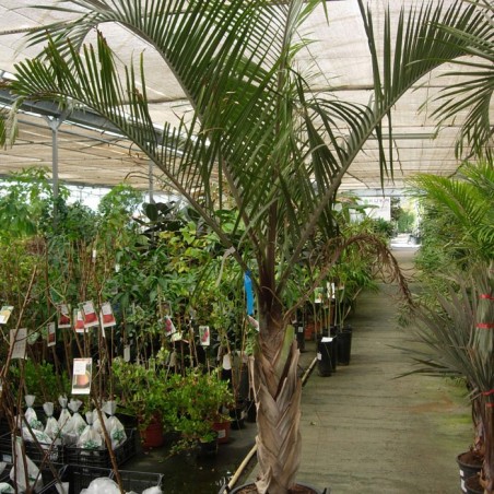 Dypsis Decary