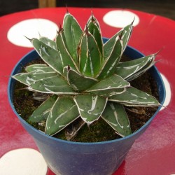 Agave Victoriae-Reginae