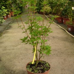 Acer palmatum dissectum ornatum
