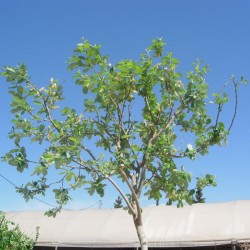 Salix Caprea