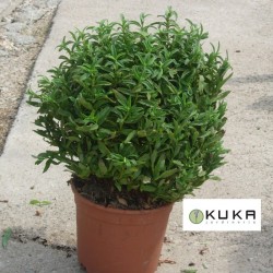 Cistus purpureus