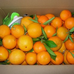 Naranja de Mesa y Zumo