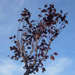 Prunus pisardi