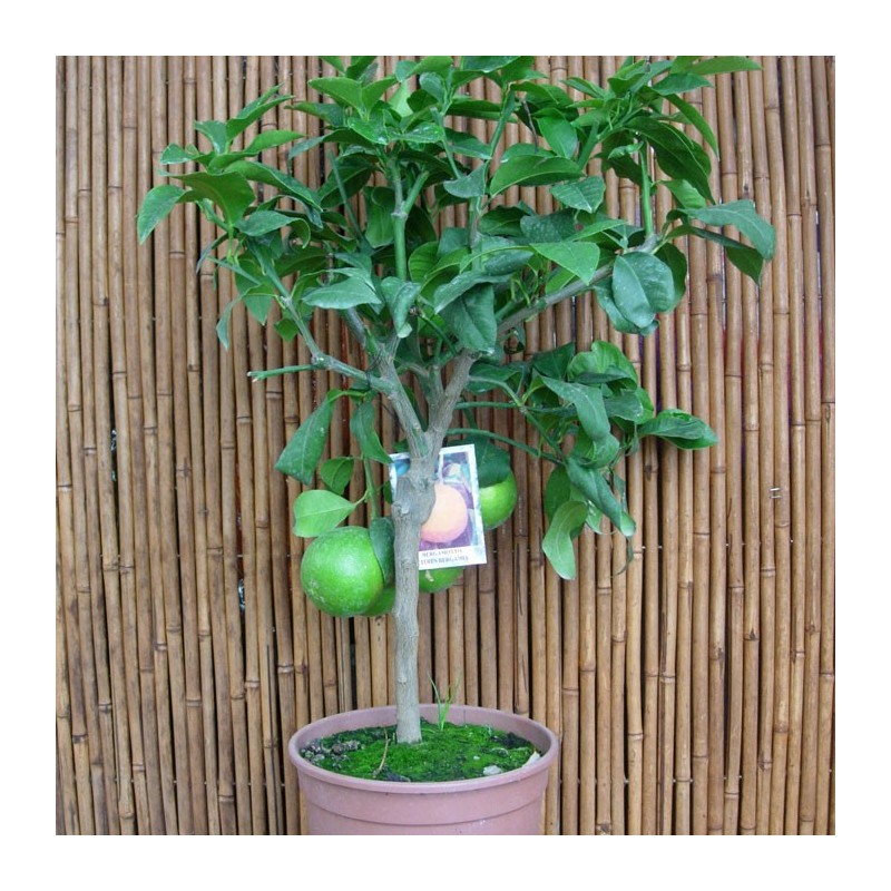 Citrus Bergamoto