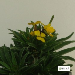 Erysimum