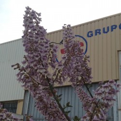 Paulownia cotivisa 2