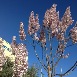 Paulownia cotivisa 2