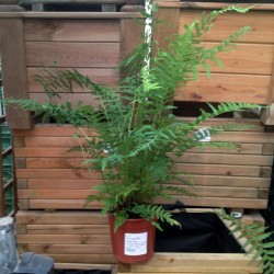 Dicksonia antarthica