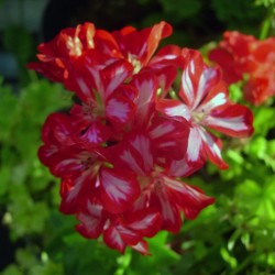 Pelargonium peltatum