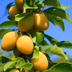 Albaricoque micher