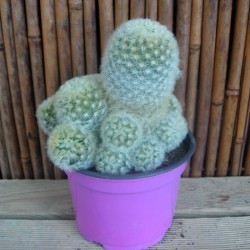 Cactus mammillaria carmenae