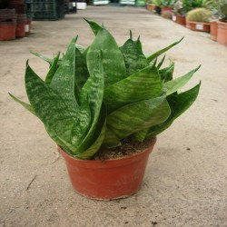 Sansevieria hanii variegata