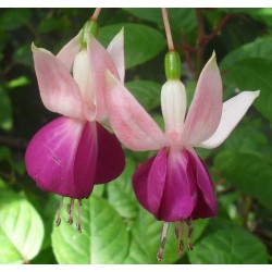 Fuchsia Hybrida