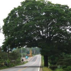 Olmo serrata