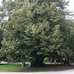 Tilia tormentosa